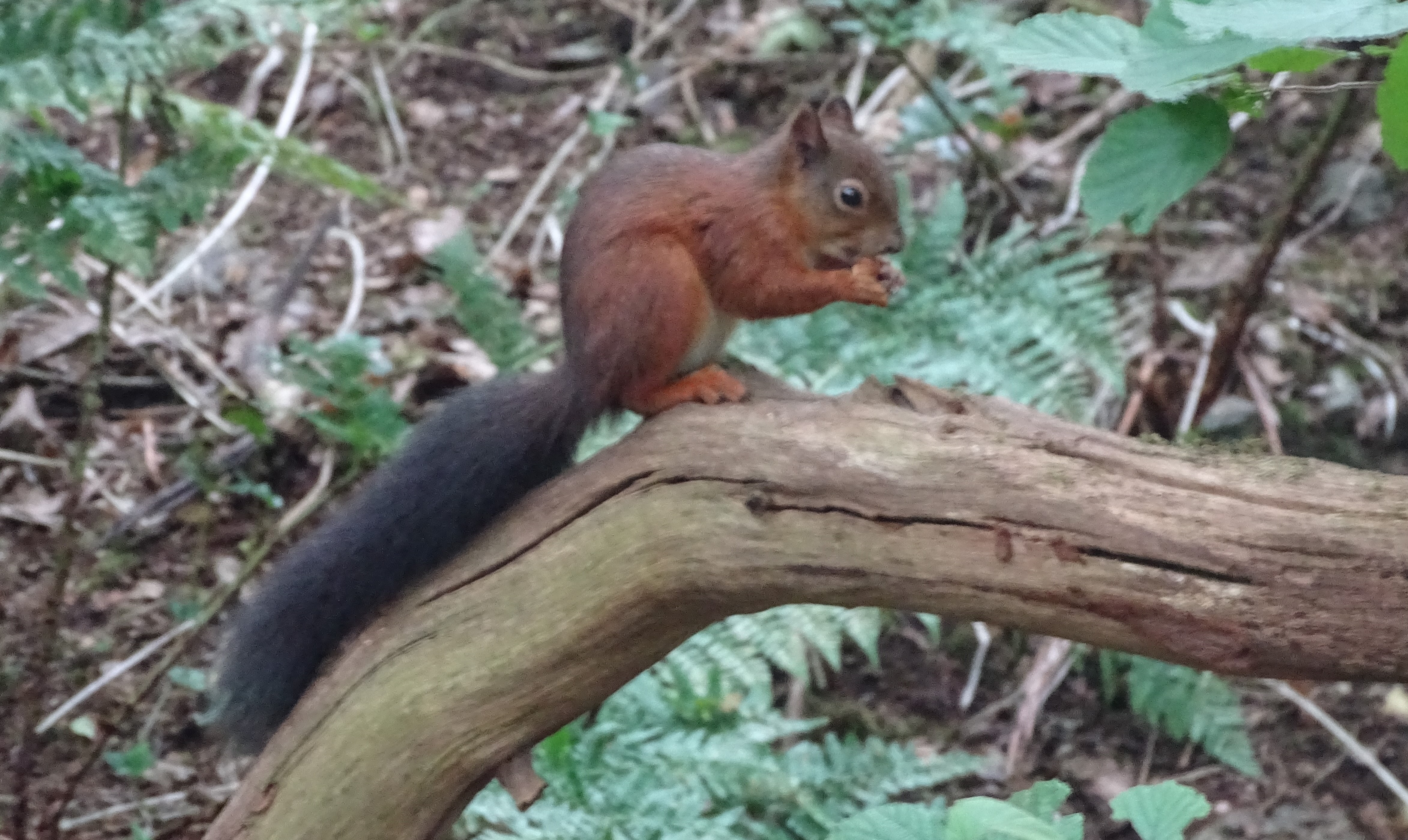 Red squirrel at the Nant y Pandy Dingle nature reserve at Lilangeni Anglesey Wales