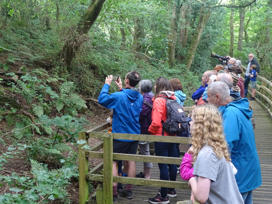 Wills Cafe red squirrel spotting at the Nant y Pandy Dingle nature reserve at Lilangeni Anglesey Wales
