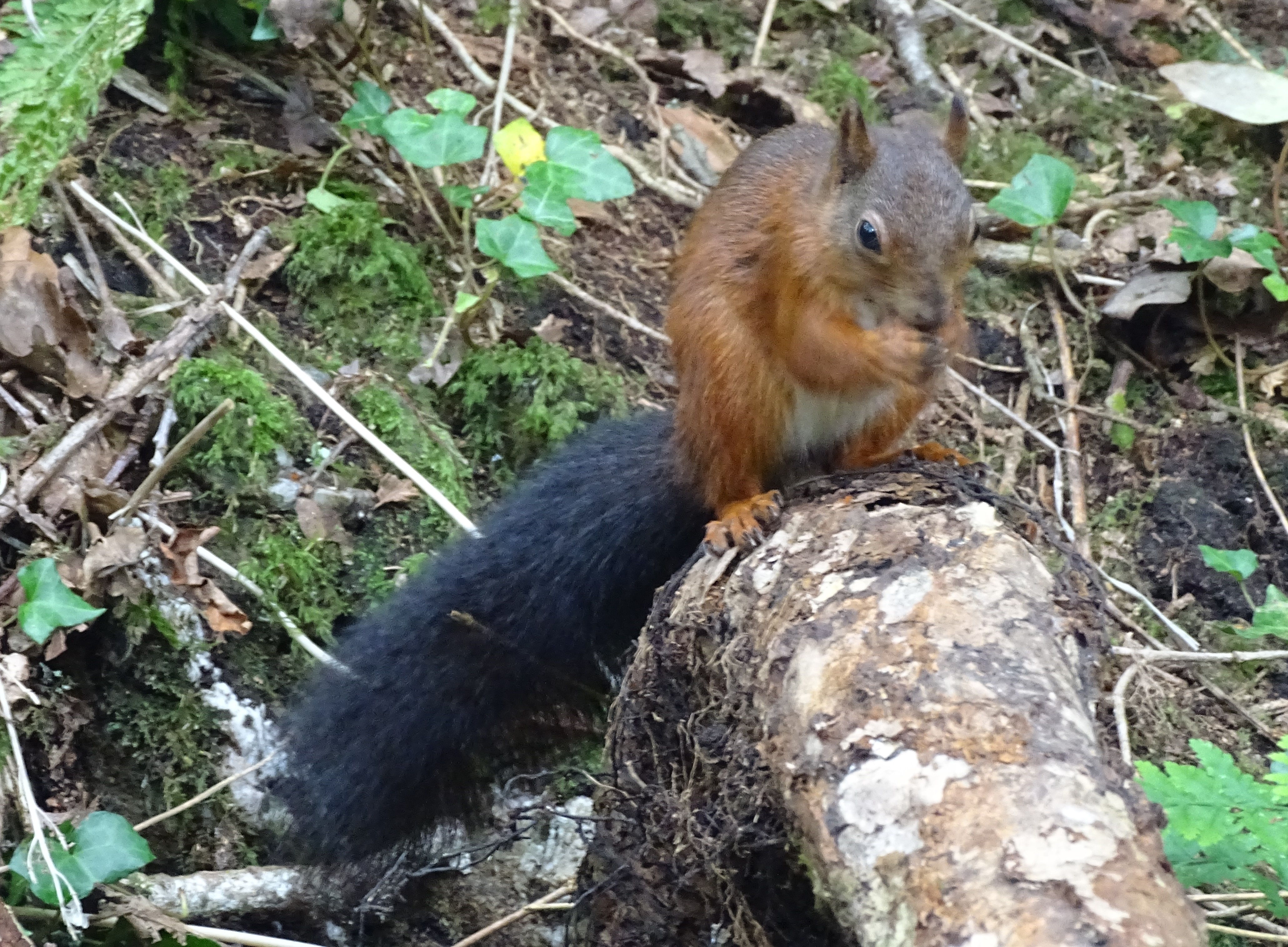 Red squirrel at the Nant y Pandy Dingle nature reserve at Lilangeni Anglesey Wales