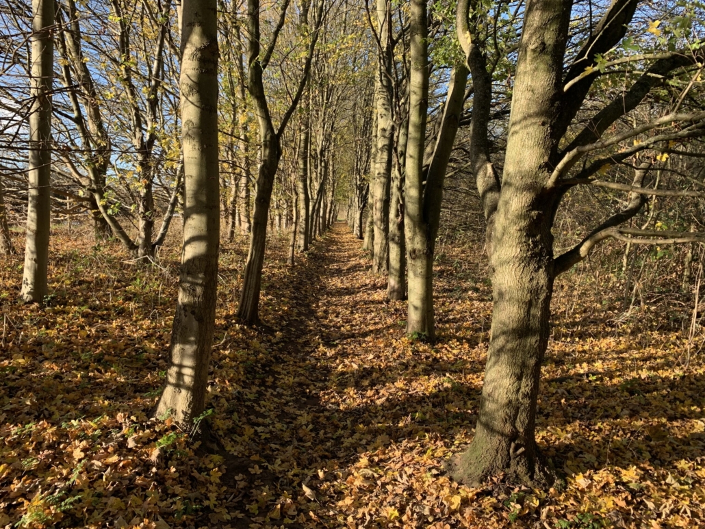 Walk in the woods in Kimberley, Nottinghamshire