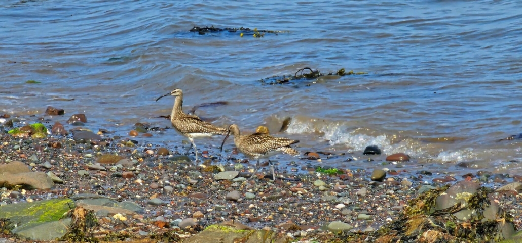 Birds on the loch shore