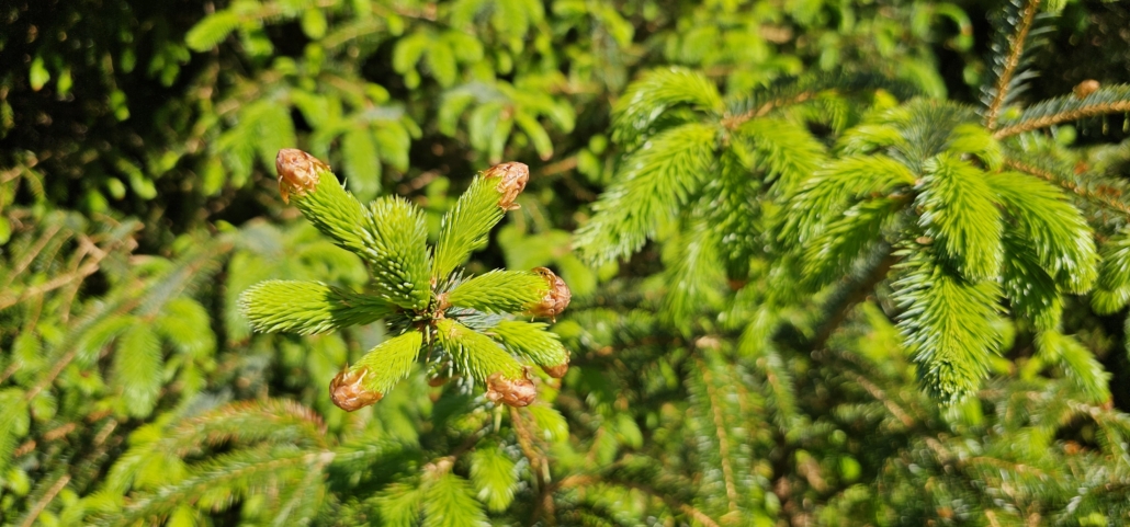 Copper ends to the fir tree branches 