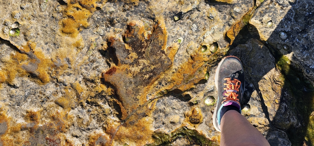 Dinosaur footprint near Seal Shore Campsite at Kildonan