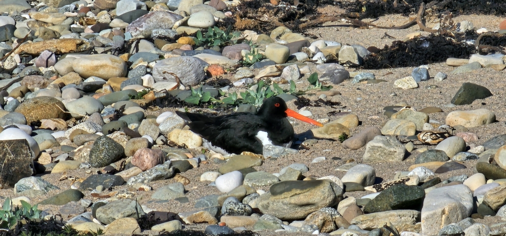 An oyster catcher on Arran