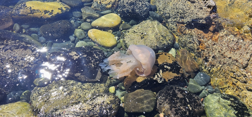 Barrel jellyfish in Scotland
