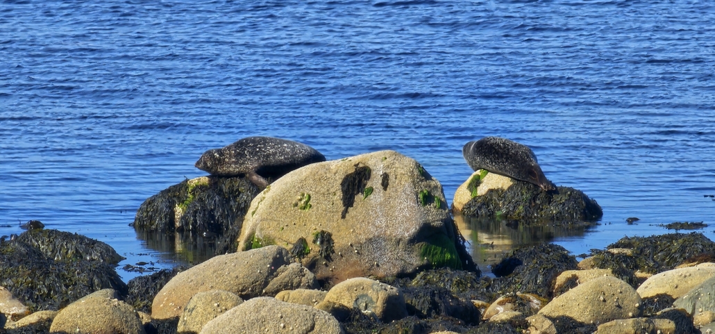 Seals basking on rocks