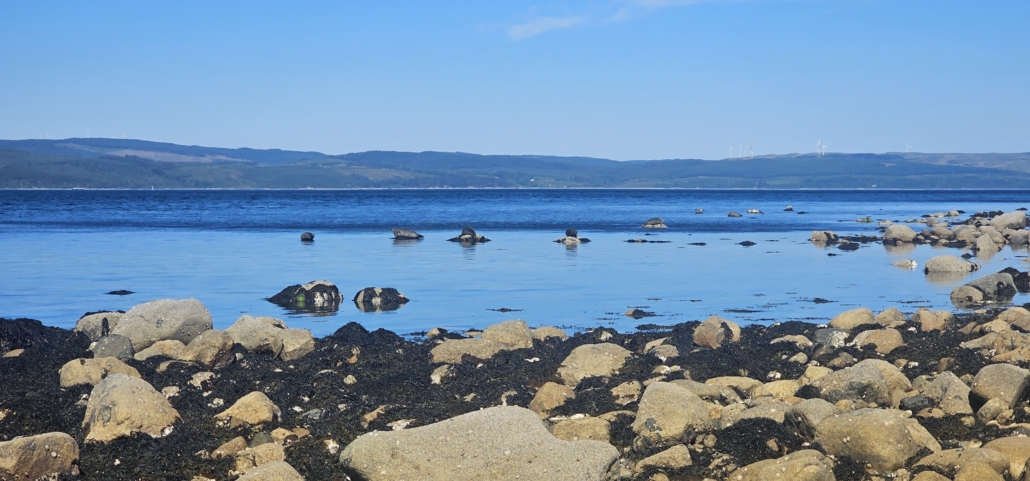 Seals basking on rocks