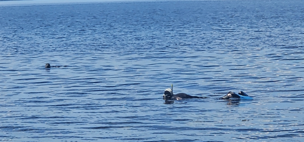 Jay snorkeling and being watched by a seal