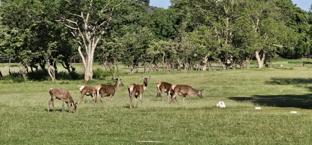 Red deer on Lochranza golf course 