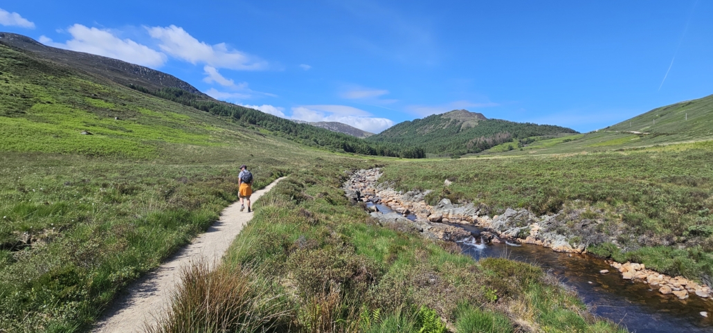 Jay walking along a path by another burn or stream