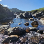 Jay having a dip in the burn