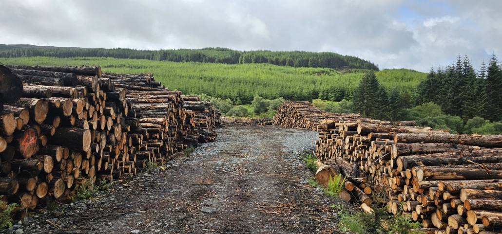 Piles of tree trunks stacked up