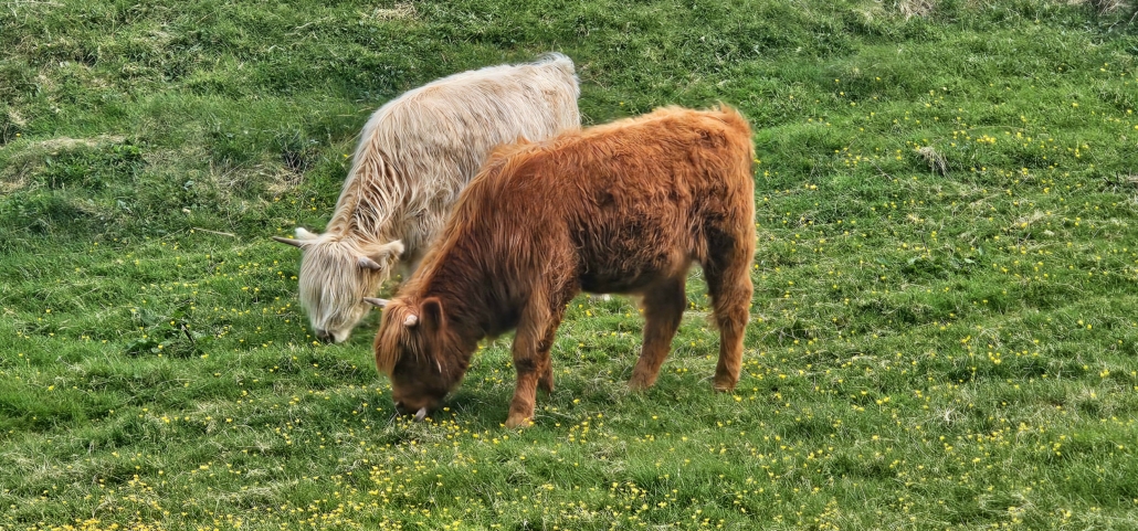 White and ginger highland cows