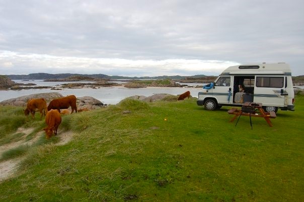 campervan parked up by the sea with cows eating the grass