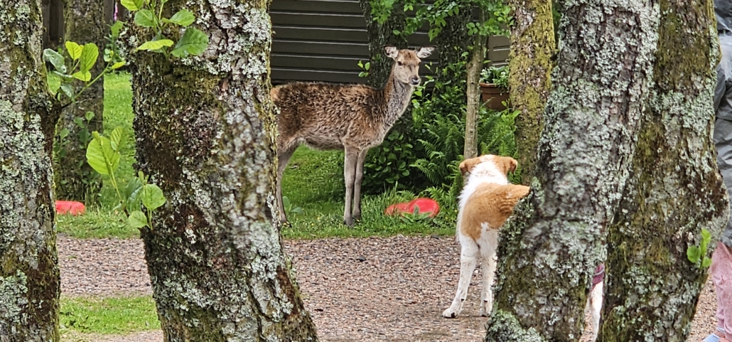 red deer squirrel campsite glen coe