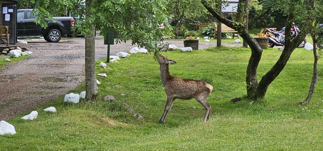 Roe deer Red Squirrel Campsite Glen Coe