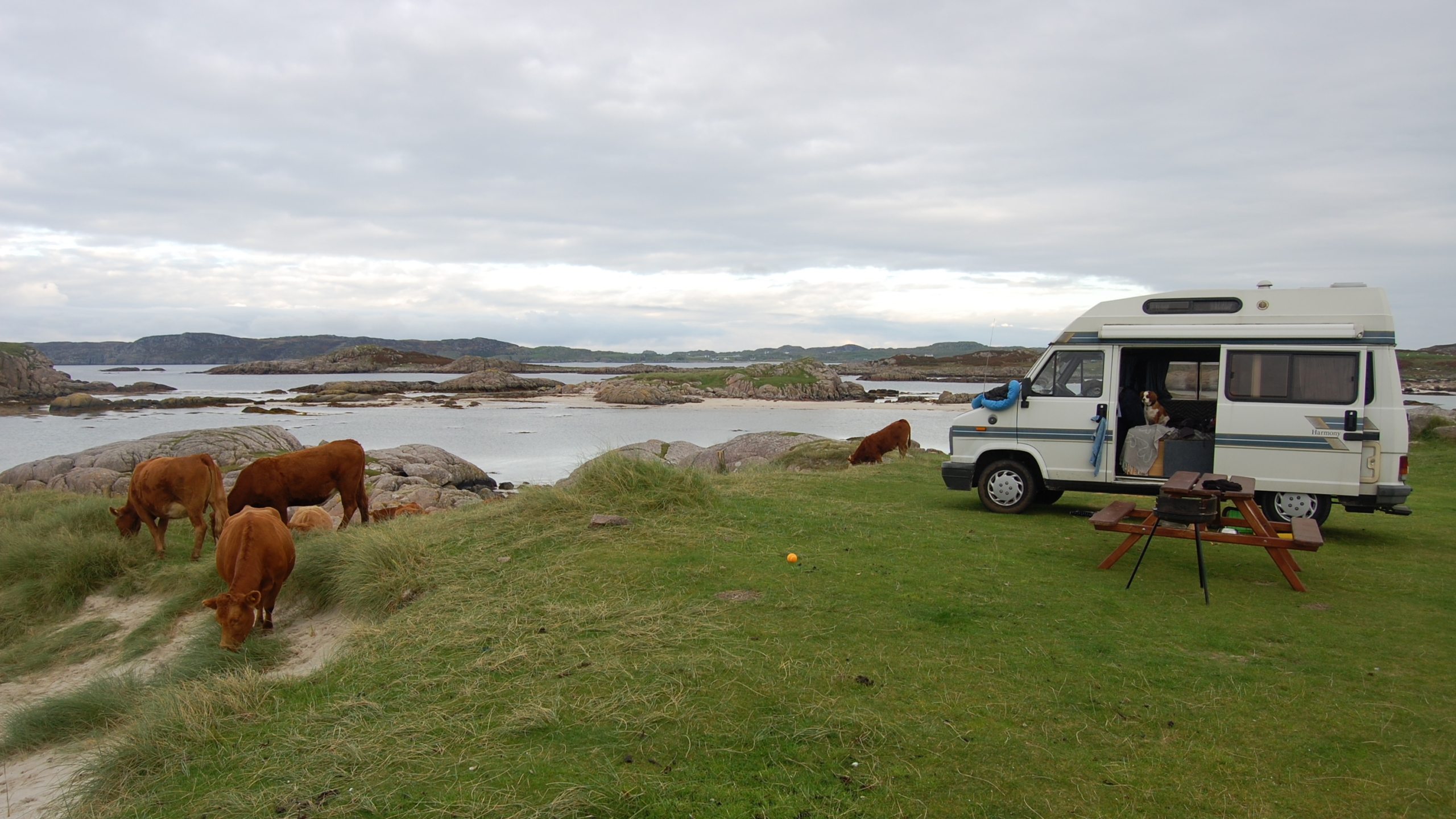 Campervan beach campsite cows Fidden Farm Isle of Mull